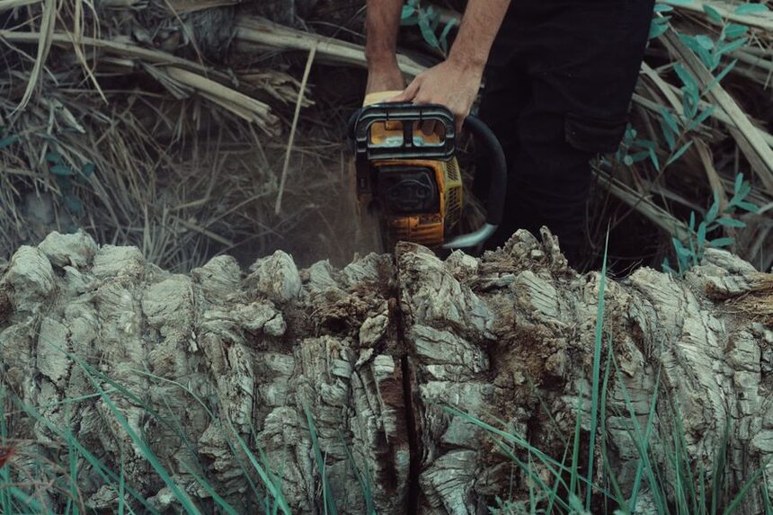 Cutting back a palm trunk with a chainsaw during palm service