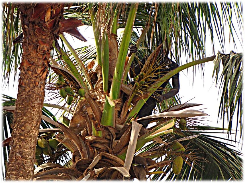 Palm tree crown being cleaned of old fronds in the Central Valley