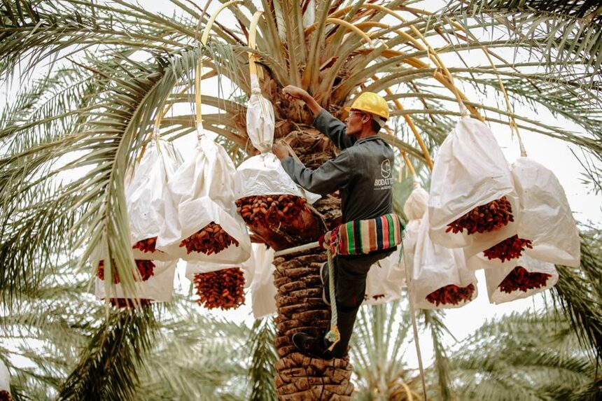 Climber servicing a palm tree high in the canopy