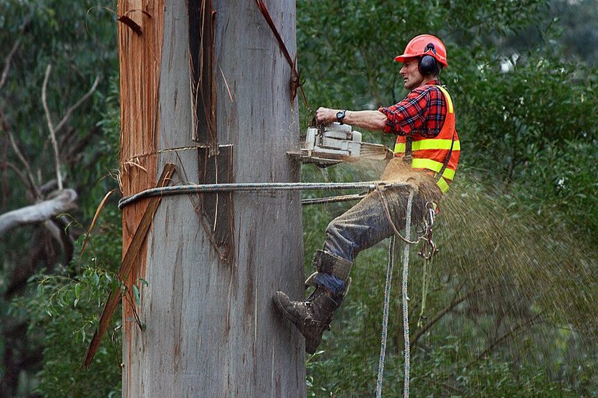 Certified climber rigging and removing a tall tree in Fresno