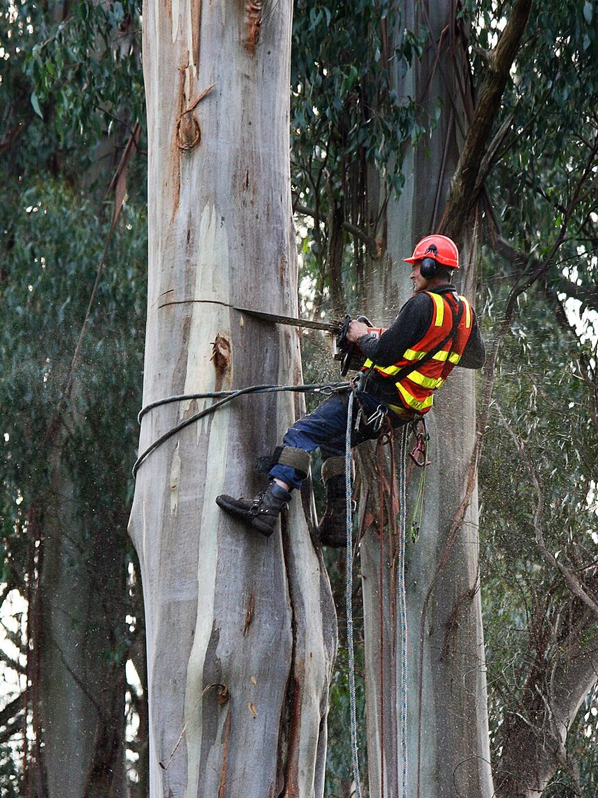 Arborist sectioning a large trunk during a controlled removal