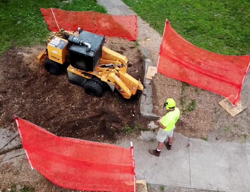 Stump grinding job with safety fencing around the work area