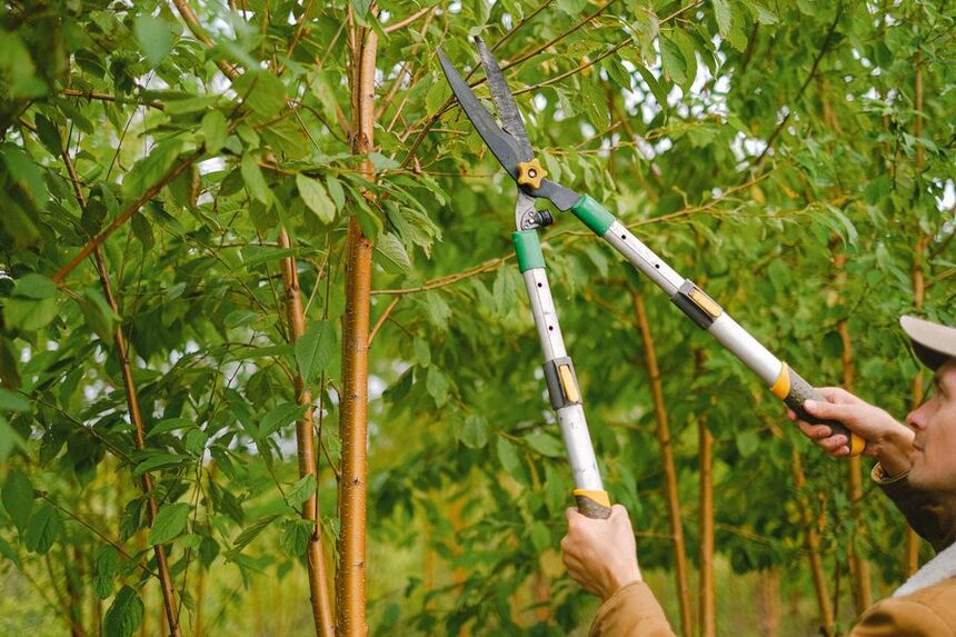 Pole pruning overgrown tree branches in a Fresno yard